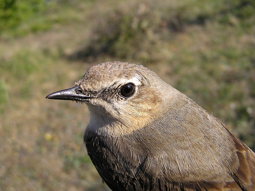 Northern Wheatear, Sundre 20110606